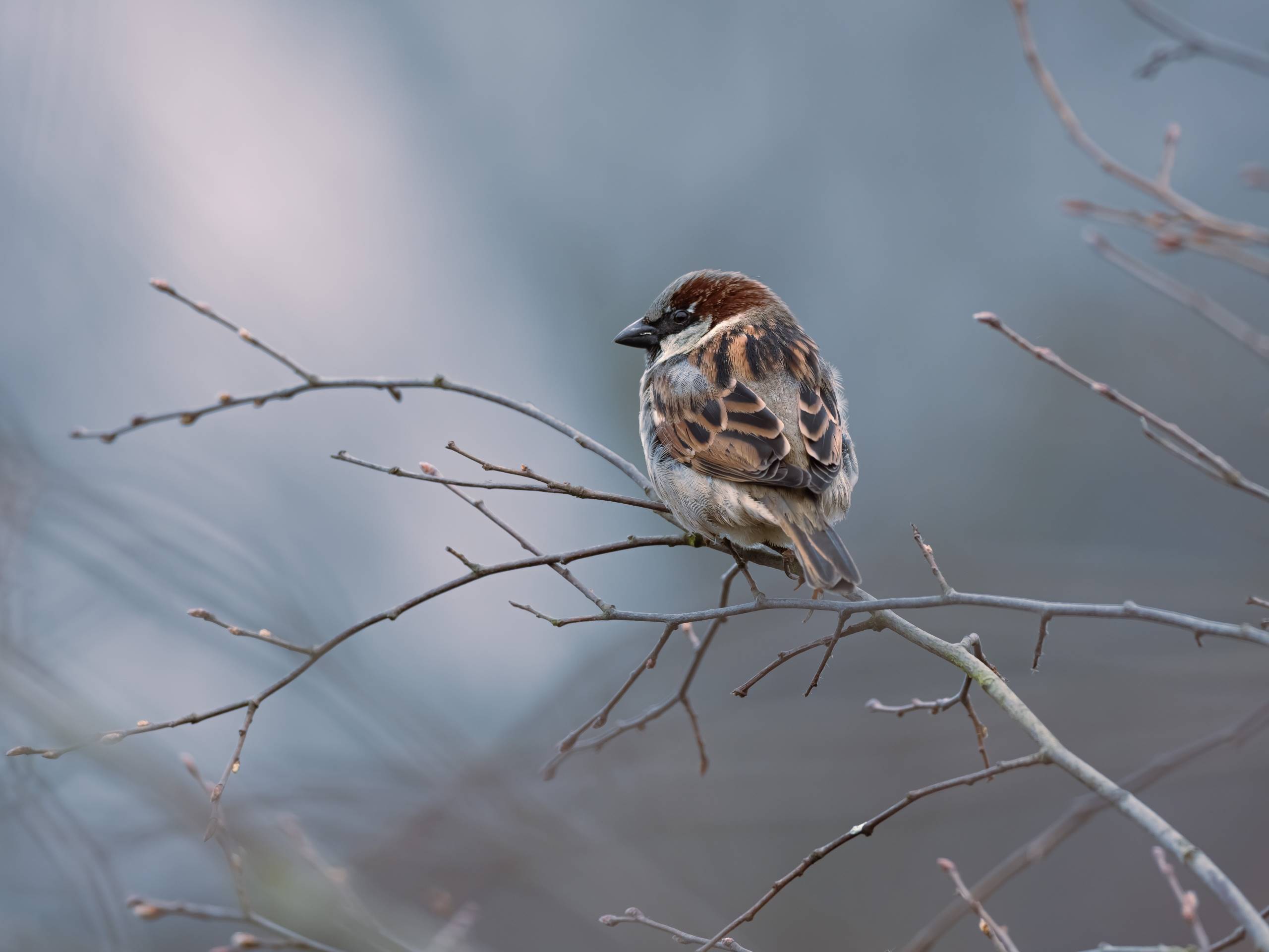 Spatz-auf-Ast-in-Winterstimmung-by-unsplash-niklas-ohlrogge